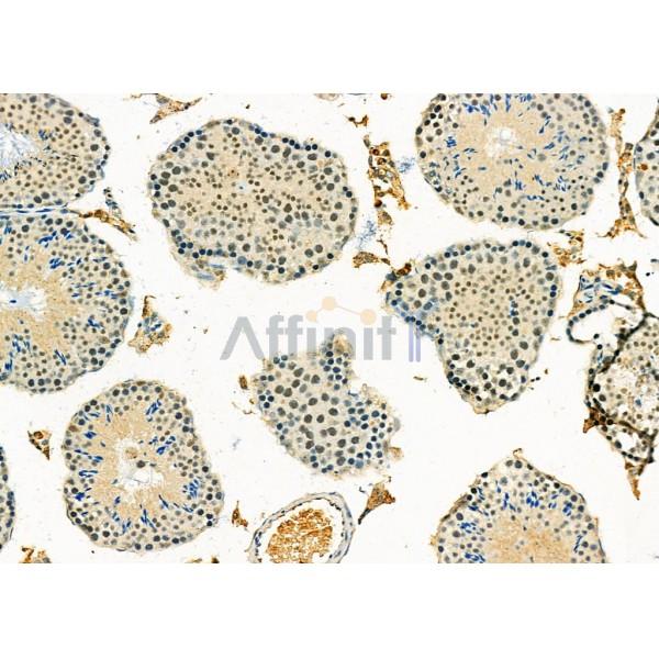 SP5 Antibody - DF9081 at 1/100 staining Mouse testis tissue by IHC-P.