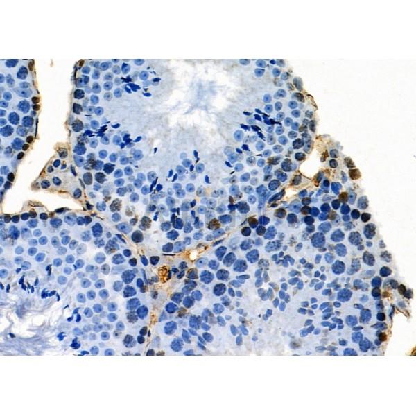 PKNOX2 Antibody - AF0567 at 1/100 staining Mouse testis tissue by IHC-P.
