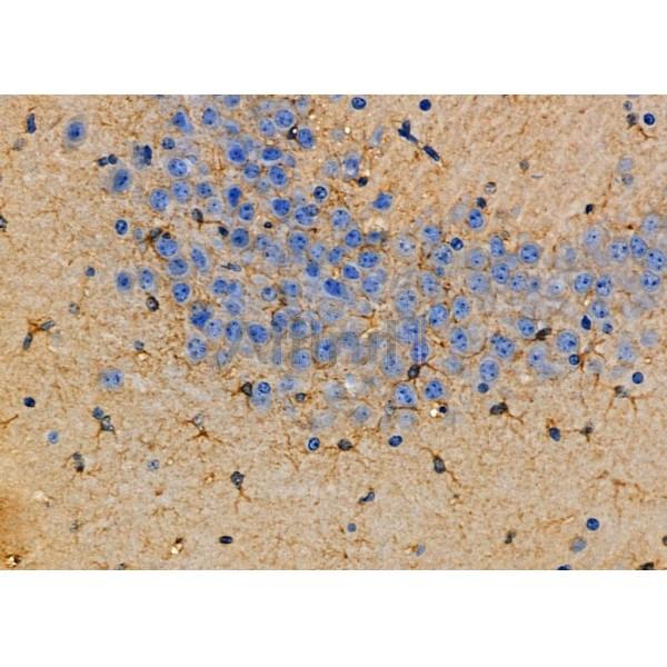 ALDOC Antibody - AF0696 at 1/100 staining Mouse brain tissue by IHC-P.