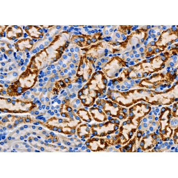 TRHR Antibody - AF0827 at 1/100 staining Mouse kidney tissue by IHC-P.