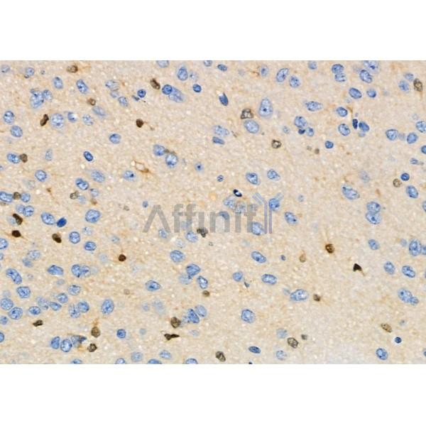 LC3B Antibody - AF4650 at 1/100 staining Mouse testis tissue by IHC-P.