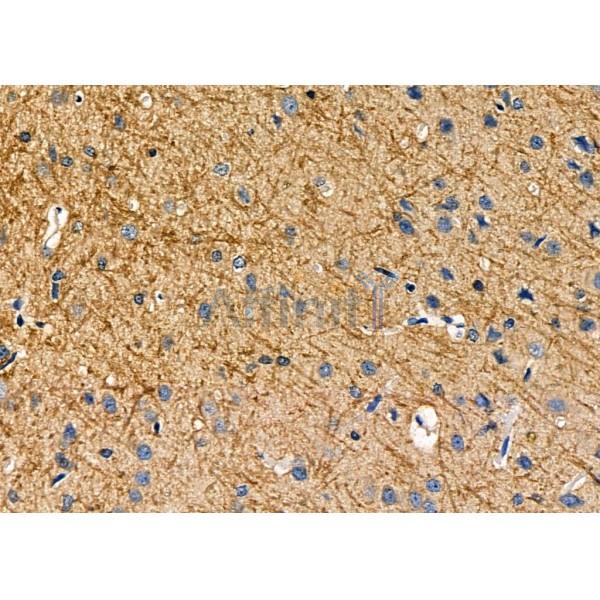 ARMCX1 Antibody - AF9014 at 1/100 staining Rat brain tissue by IHC-P.