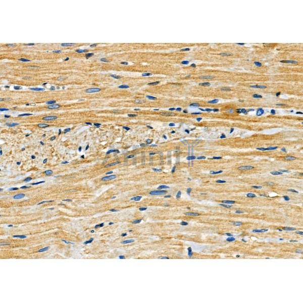 Arrdc4 Antibody - AF9018 at 1/100 staining Rat heart tissue by IHC-P.