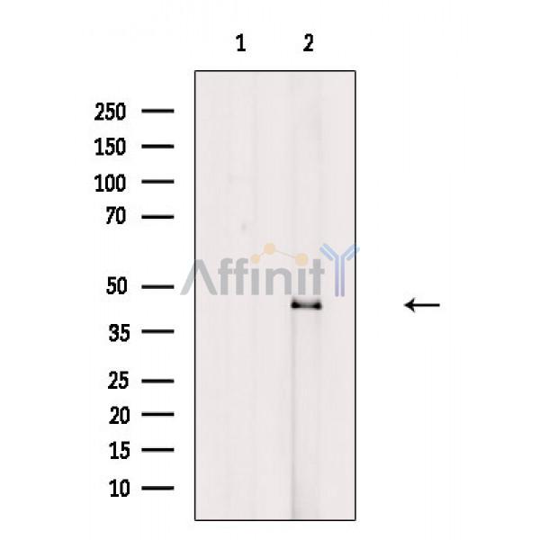 KLF12 Antibody - Western blot analysis of extracts from Rat heart, using KLF12 Antibody.