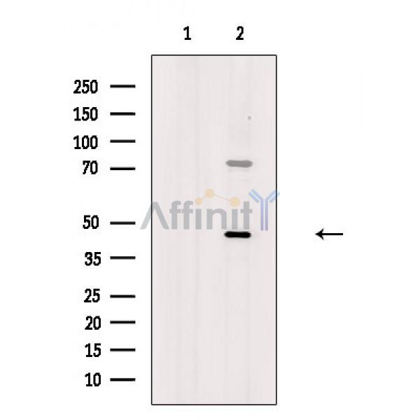 BMP8B Antibody - Western blot analysis of extracts from Mouse brain, using BMP8B Antibody.