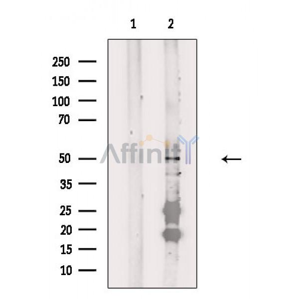 FOXD4L1 Antibody - Western blot analysis of extracts from 3T3-L1 cells, using FOXD4L1 Antibody.