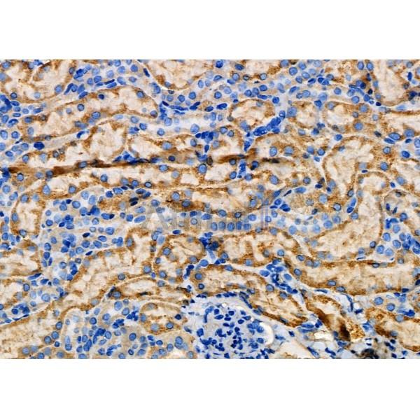 NDRG4 Antibody - DF4341 at 1/100 staining Mouse kidney tissue by IHC-P.