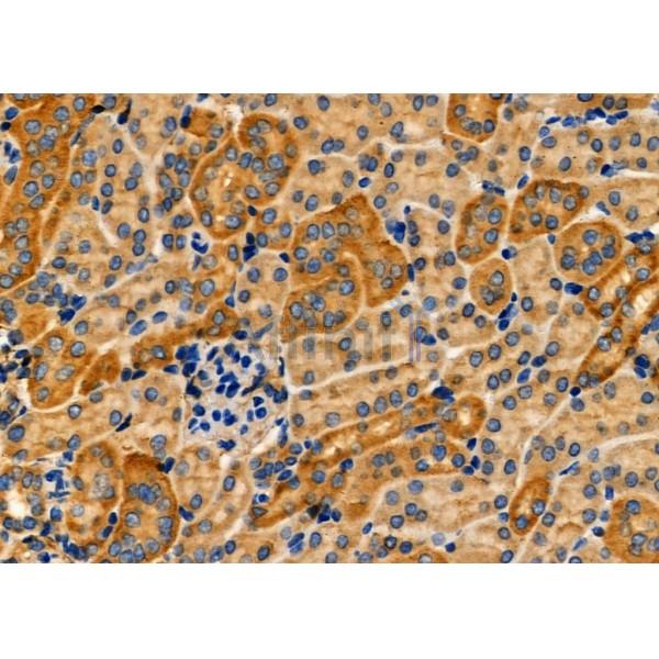 CRYBB2 Antibody - DF7406 at 1/100 staining Mouse kidney tissue by IHC-P.