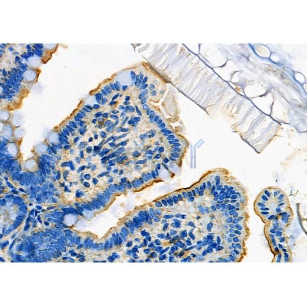 CD10 Antibody - DF7446 at 1/100 staining Mouse colorectal tissue by IHC-P.