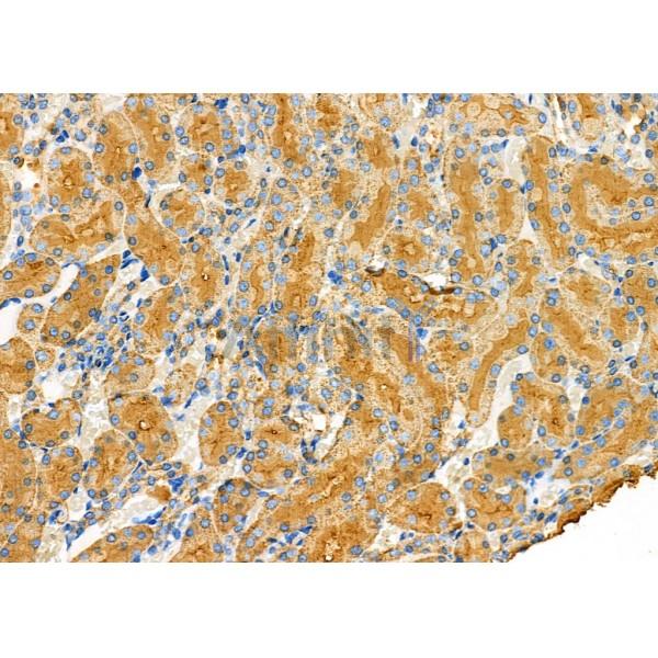 CD10 Antibody - DF7446 at 1/100 staining Rat kidney tissue by IHC-P.