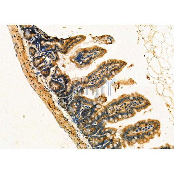 JAG2 Antibody - DF7616 at 1/100 staining Mouse colorectal tissue by IHC-P.