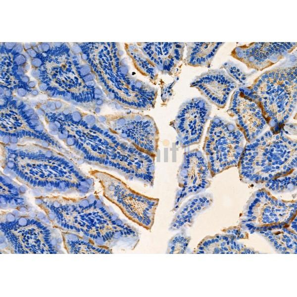 MAG Antibody - DF7669 at 1/100 staining Mouse colorectal tissue by IHC-P.