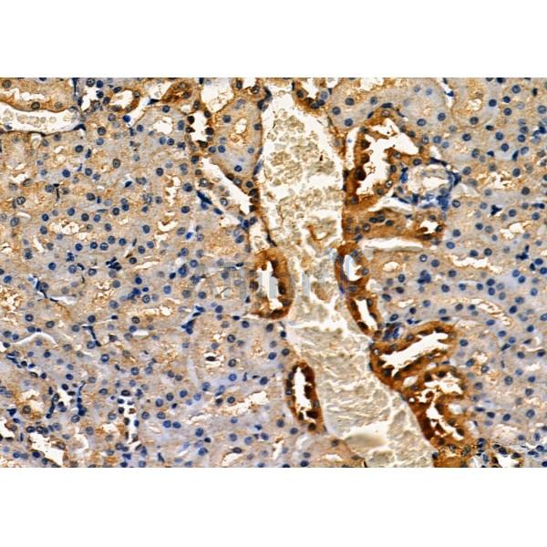 AMFR Antibody - DF7718 at 1/100 staining Rat kidney tissue by IHC-P.