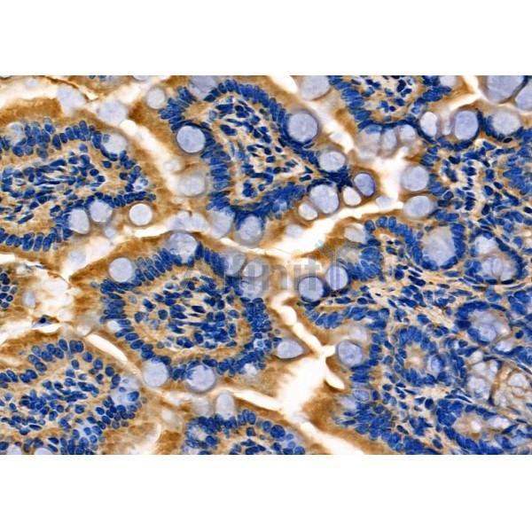 Calretinin Antibody - DF7833 at 1/100 staining Mouse colorectal tissue by IHC-P.