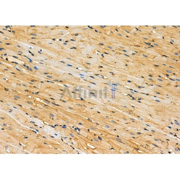 KHDRBS1 Antibody - DF7853 at 1/100 staining Rat heart tissue by IHC-P.