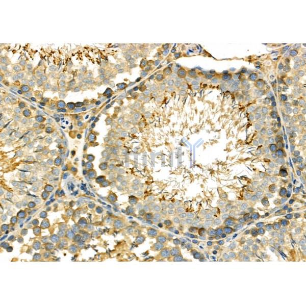 PUM1 Antibody - DF7902 at 1/100 staining Rat testis tissue by IHC-P.