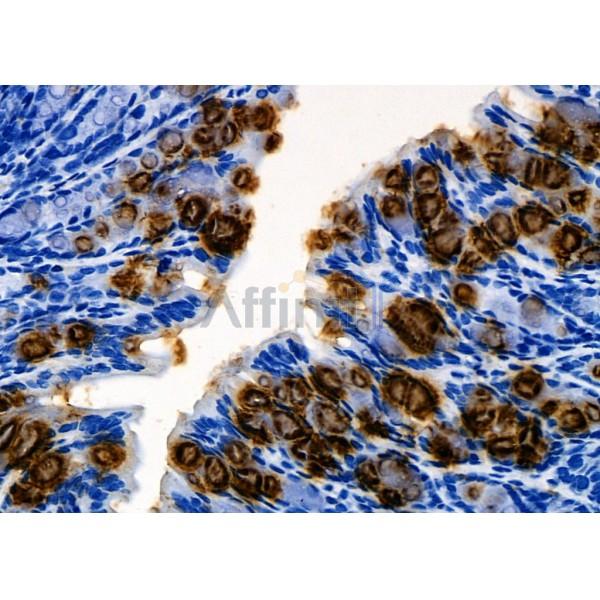Defensin  alpha 4 Antibody - DF8529 at 1/100 staining Mouse stomach tissue by IHC-P.