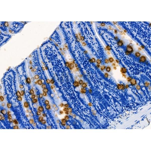 Defensin  alpha 4 Antibody - DF8529 at 1/100 staining Mouse colorectal tissue by IHC-P.