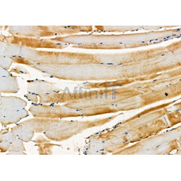 RAB30 Antibody - DF9824 at 1/100 staining Mouse muscle tissue by IHC-P.