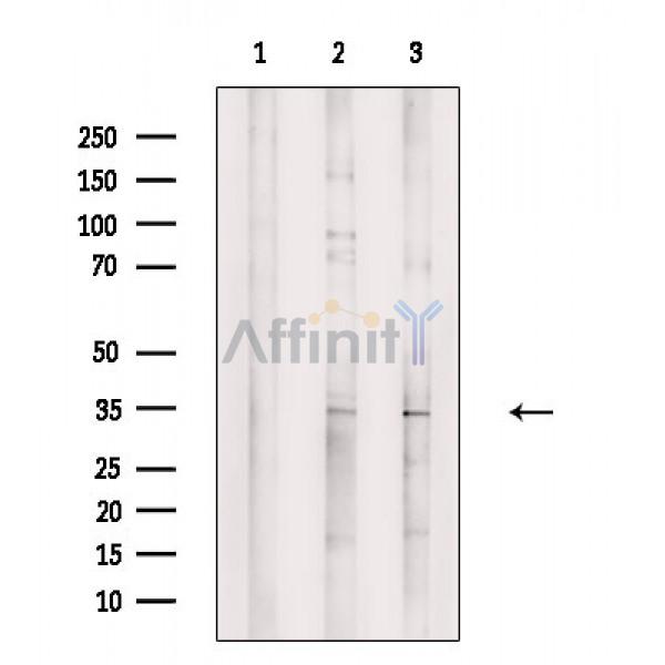 MORG1 Antibody - Western blot analysis of extracts from various samples, using MORG1 Antibody.