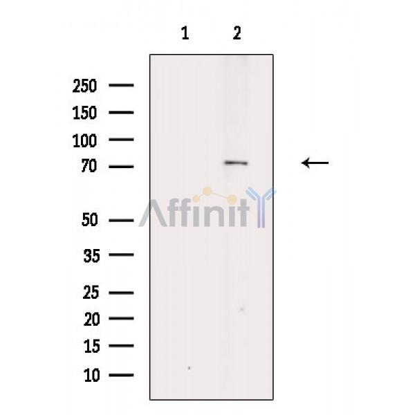 IL17RD Antibody - Western blot analysis of extracts from 293 cells, using IL17RD Antibody.