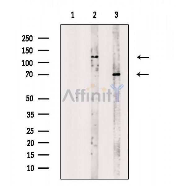 NBPF1/9/10/12/14/15/16/20 Antibody - Western blot analysis of extracts from various samples, using NBPF1/9/10/12/14/15/16/20 Antibody.