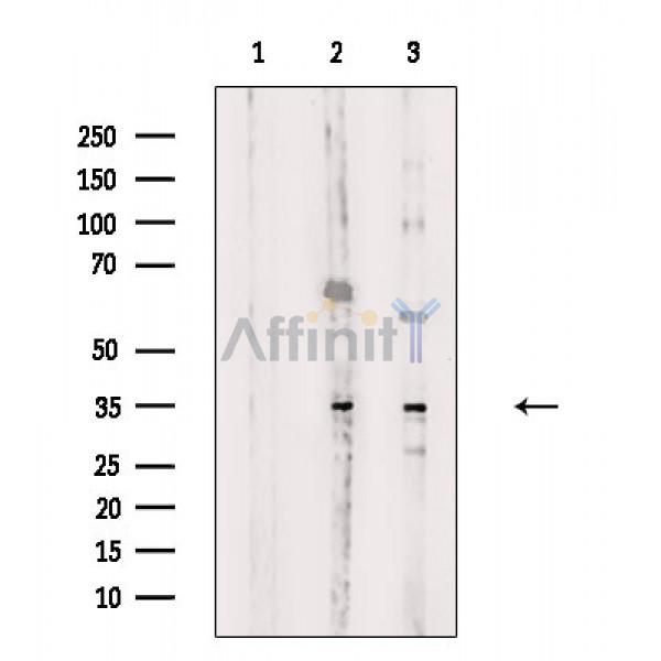 OR5M3 Antibody - Western blot analysis of extracts from various samples, using OR5M3 Antibody.