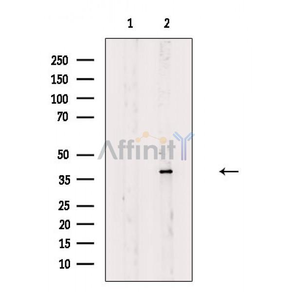 TAAR3 Antibody - Western blot analysis of extracts from Rat heart, using TAAR3 Antibody.