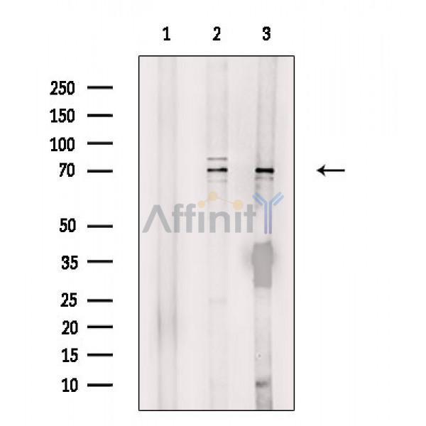 PABPC3 Antibody - Western blot analysis of extracts from various samples, using PABPC3 Antibody.