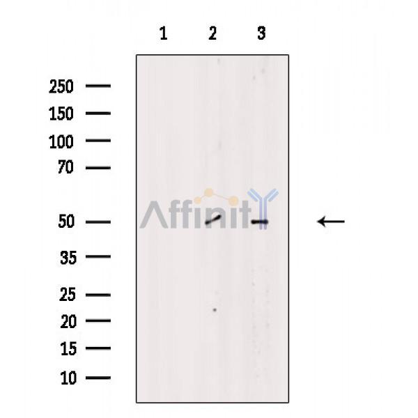 ANGPTL7 Antibody - Western blot analysis of extracts from various samples, using ANGPTL7 Antibody.
