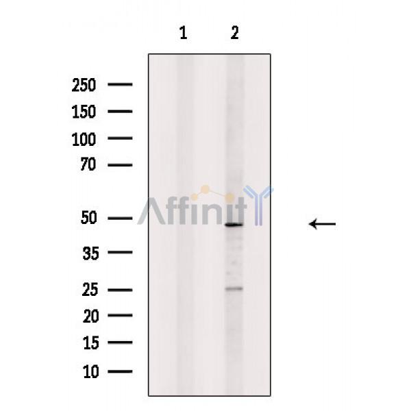 GJC2 Antibody - Western blot analysis of extracts from HepG2 cells(heat shock treatment), using GJC2 Antibody.