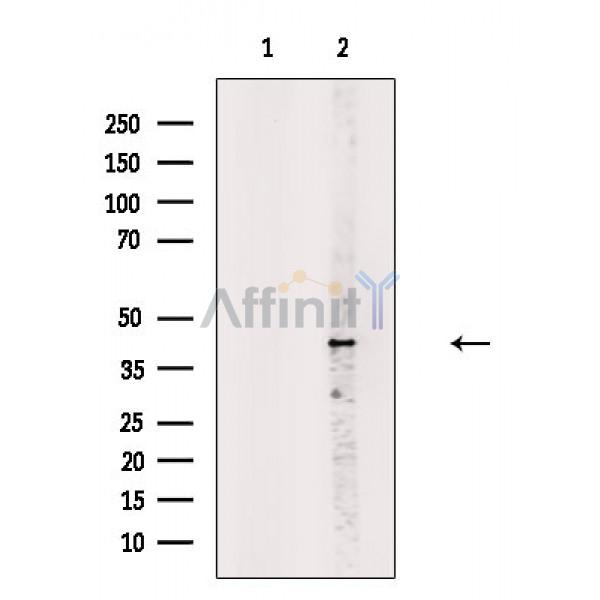 OR8B4 Antibody - Western blot analysis of extracts from 3T3-L1 cells, using OR8B4 Antibody.