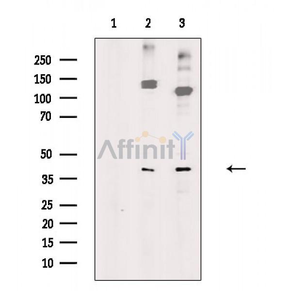 PON3 Antibody - Western blot analysis of extracts from various samples, using PON3 Antibody.