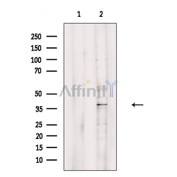 KLF8 Antibody - Western blot analysis of extracts from Rat brain, using KLF8 Antibody.