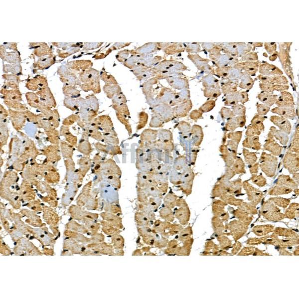 BCL9 Antibody - DF12515 at 1/100 staining Mouse testis tissue by IHC-P.