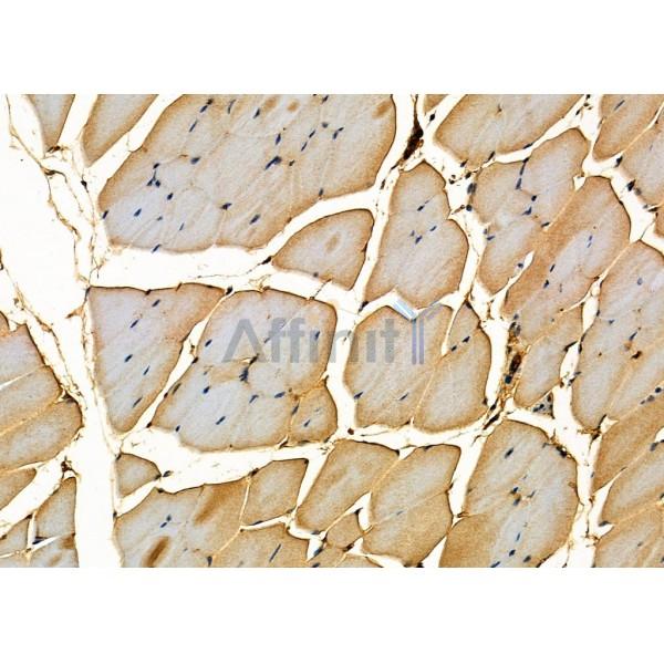 PIWL1 Antibody - DF12517 at 1/100 staining Mouse kidney tissue by IHC-P.