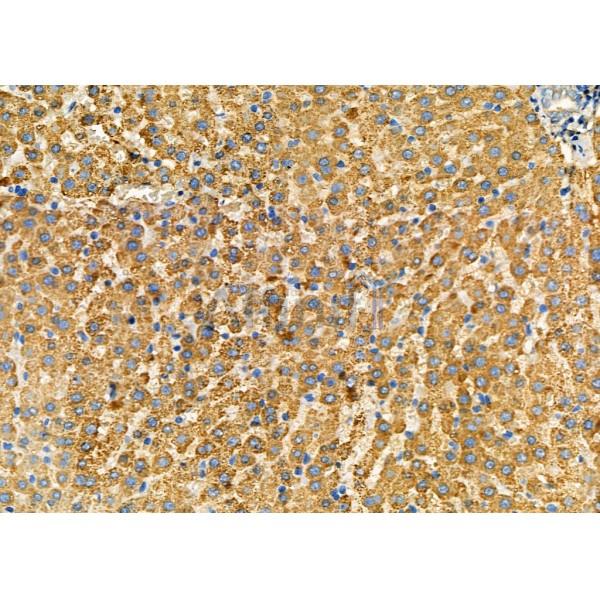NG2 Antibody - DF12589 at 1/100 staining Mouse pancreatic tissue by IHC-P.