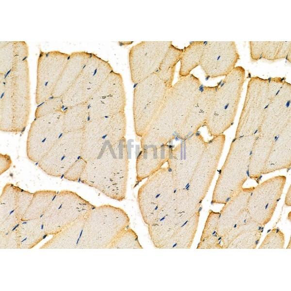 DMKN Antibody - DF12597 at 1/100 staining Mouse kidney tissue by IHC-P.