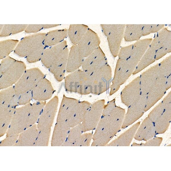 RNASEH2C Antibody - DF12725 at 1/100 staining Mouse kidney tissue by IHC-P.