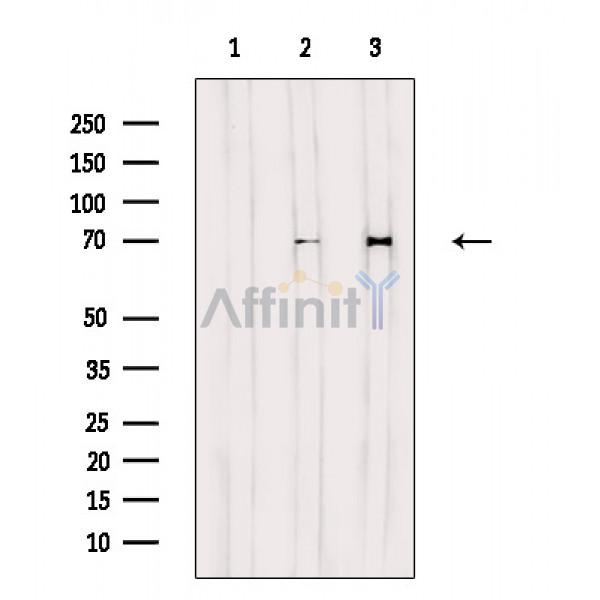 RPAP2 Antibody - Western blot analysis of extracts from various samples, using RPAP2 Antibody.