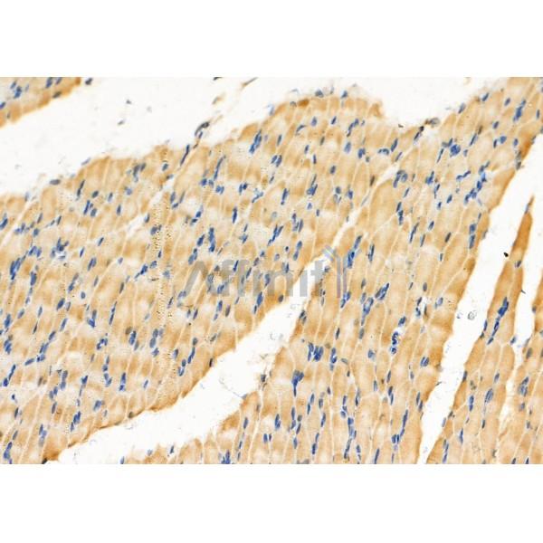 GPRC5B Antibody - DF4962 at 1/100 staining Rat muscle tissue by IHC-P.