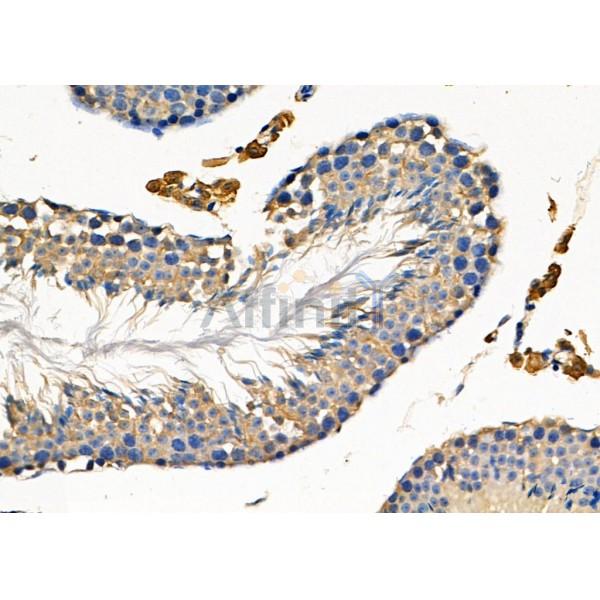 FAIM3 Antibody - DF8075 at 1/100 staining Mouse testis tissue by IHC-P.