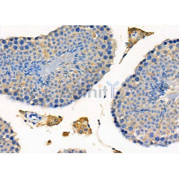 PTP4A2 Antibody - DF8076 at 1/100 staining Mouse testis tissue by IHC-P.