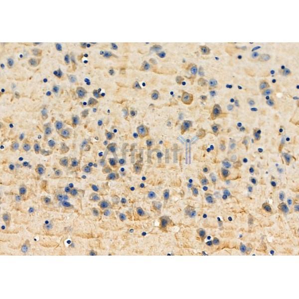 CLEC3B Antibody - DF8104 at 1/100 staining Mouse brain tissue by IHC-P.