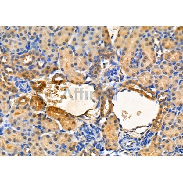 RNLS Antibody - DF8129 at 1/100 staining Rat kidney tissue by IHC-P.