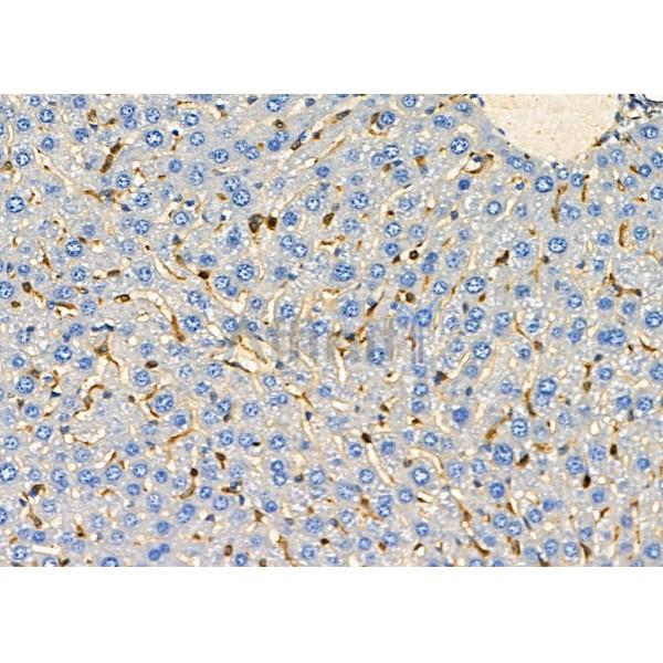 GDF3 Antibody - DF8305 at 1/100 staining Mouse liver tissue by IHC-P.