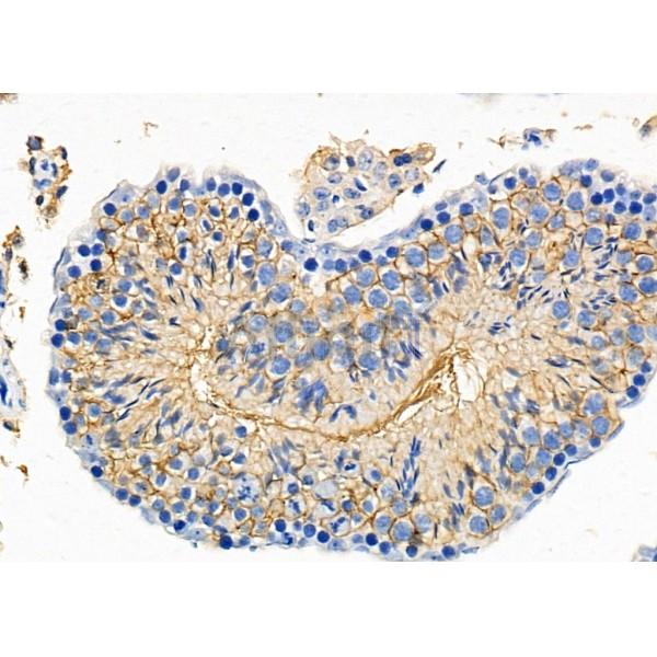 GDF1 Antibody - DF8345 at 1/100 staining Mouse testis tissue by IHC-P.