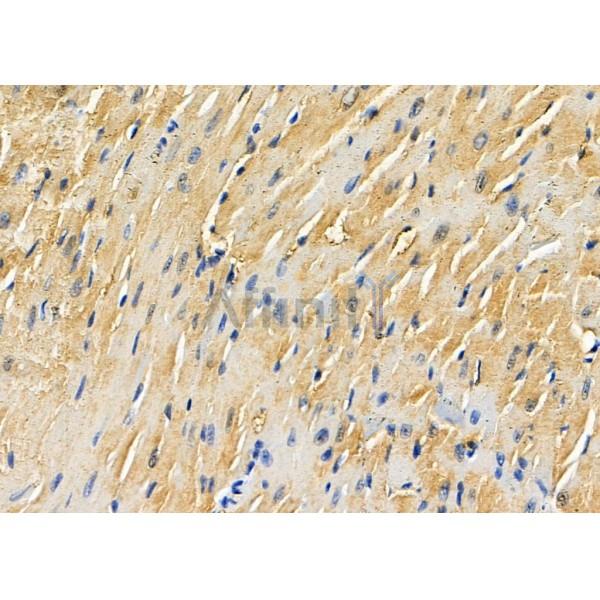 COPS7A Antibody - DF8375 at 1/100 staining Mouse heart tissue by IHC-P.