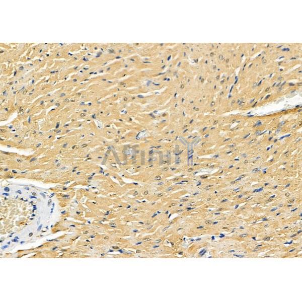 COPS7A Antibody - DF8375 at 1/100 staining Rat heart tissue by IHC-P.