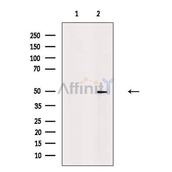 SPZ1 Antibody - Western blot analysis SPZ1 using Rat heart lysates.